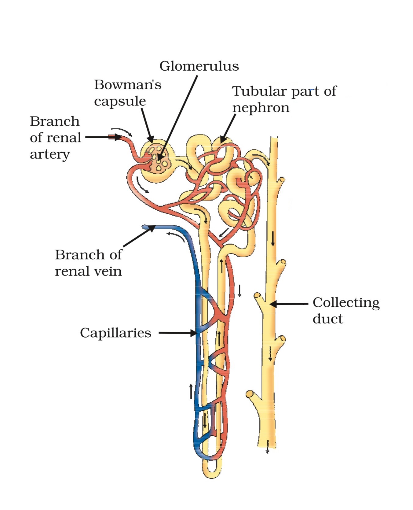  Structure of a nephron