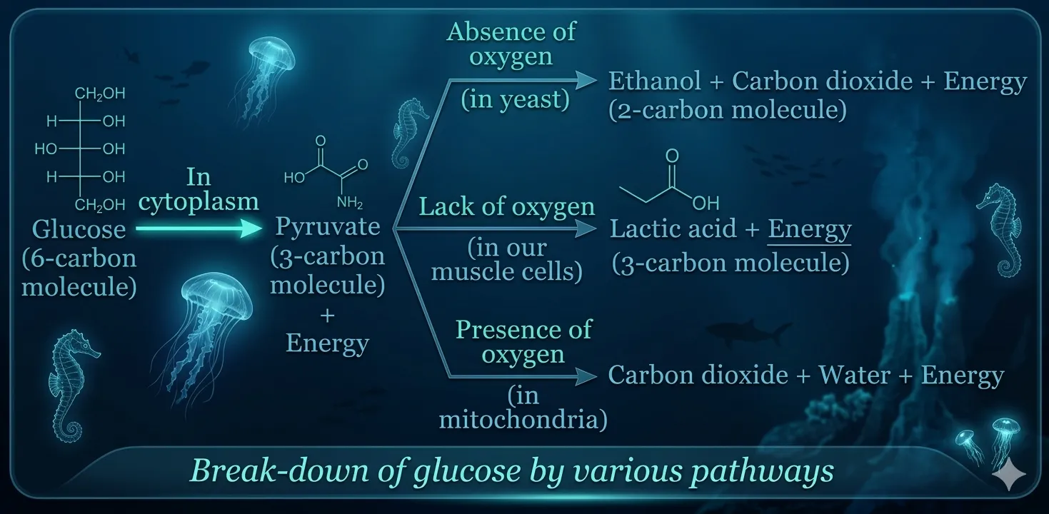 Break-down of Glucose by various pathways