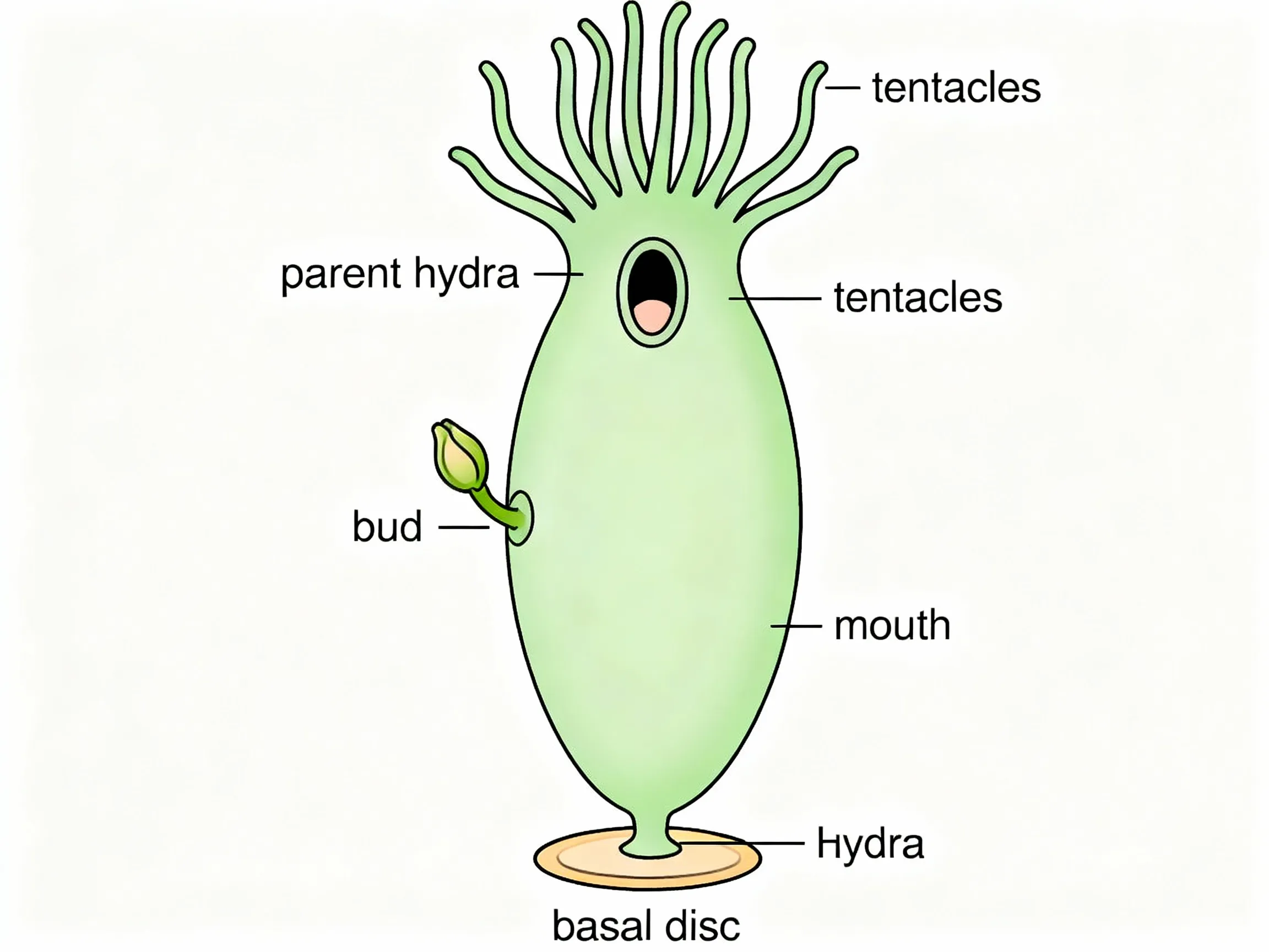 Budding in Hydra