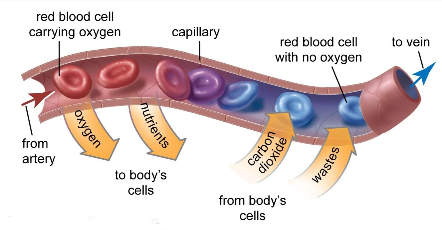 Cross section comparison of artery, vein and capillary
