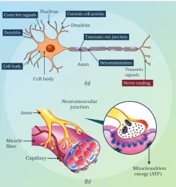 Structure of Neuron