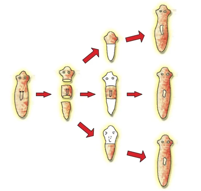 Regeneration in Planaria
