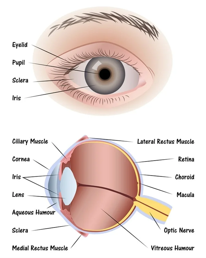 Structure of Human Eyes